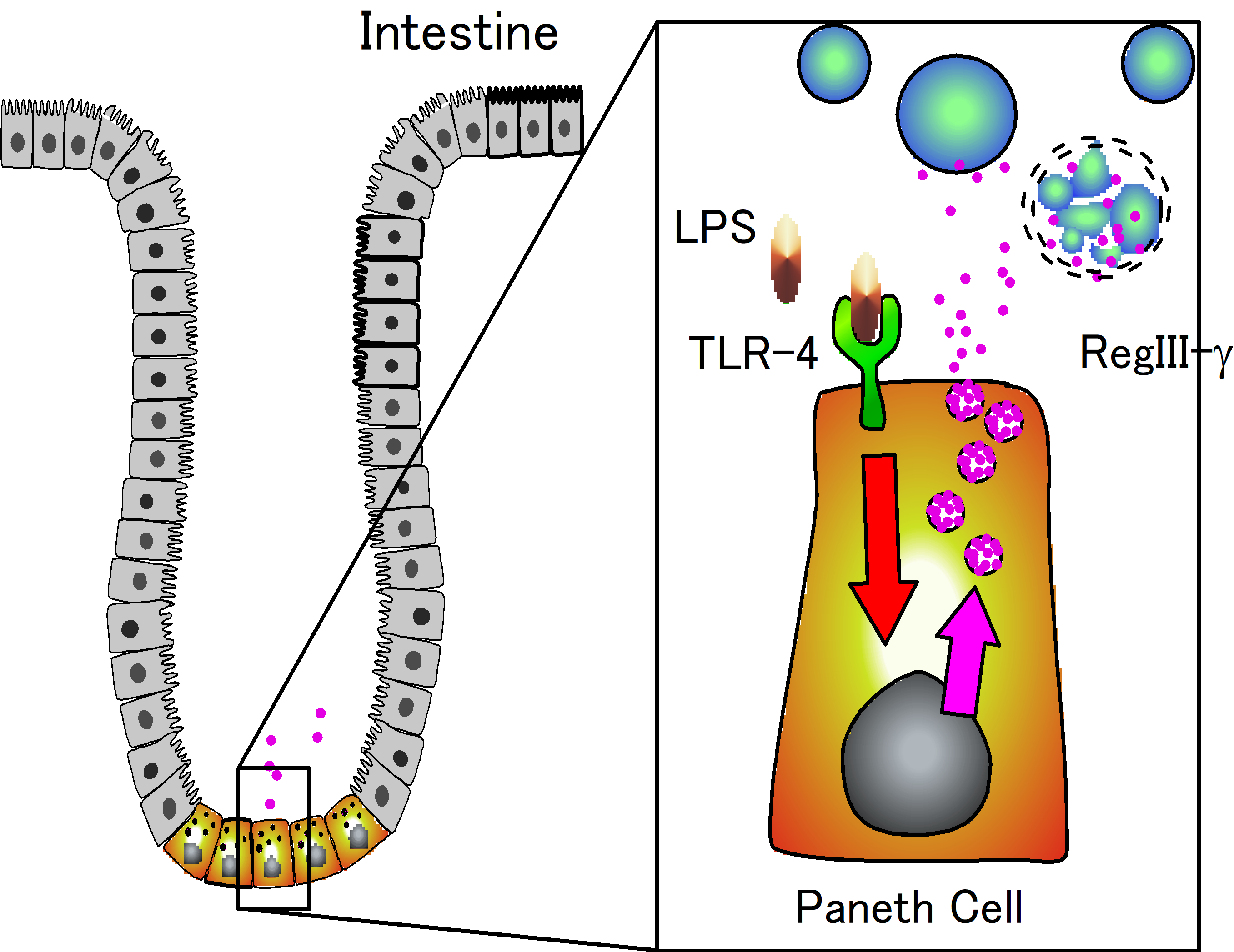 小腸からの細菌の進入を防ぐ