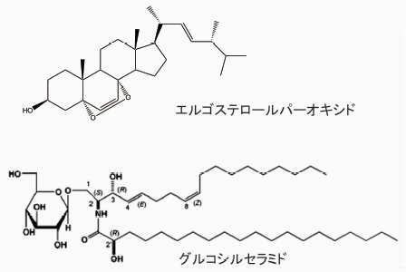 グルコシルセラミド