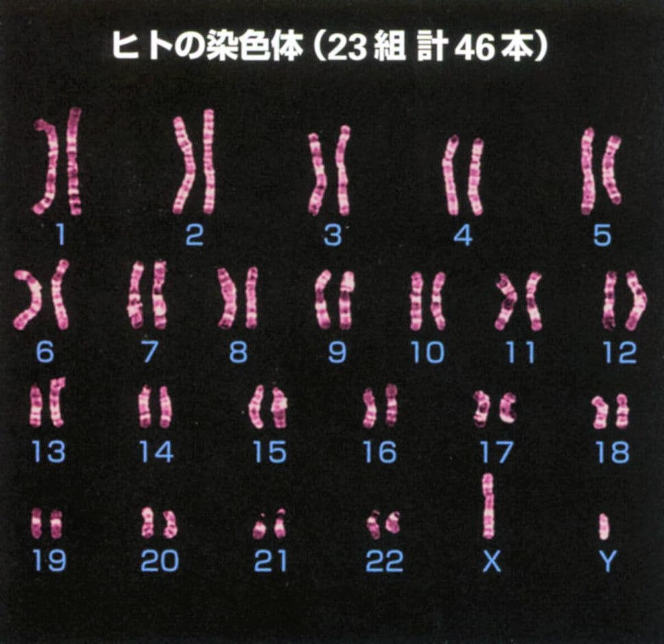 ヒトの染色体（末期癌からの生還）