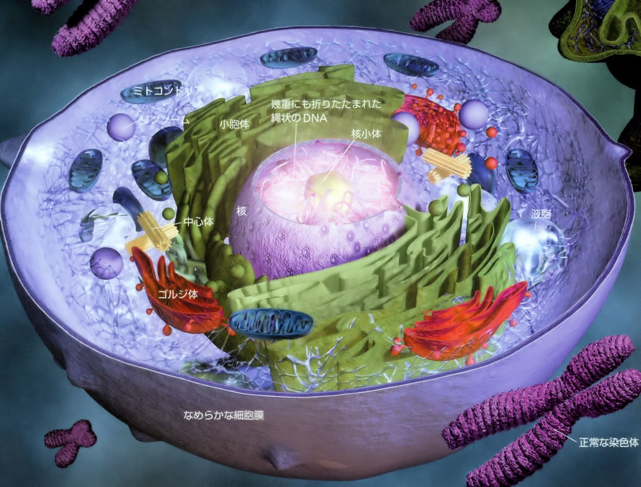 正常細胞分解図（末期癌からの生還）