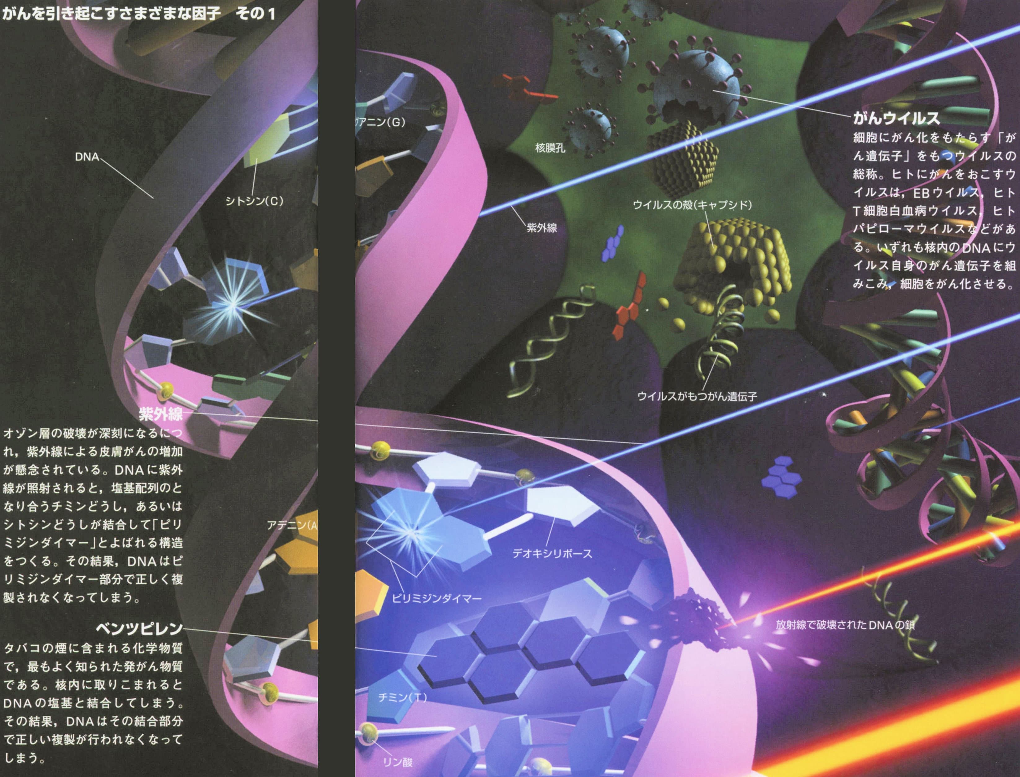 ガンを引き起こす様々な因子とは（末期癌からの生還）